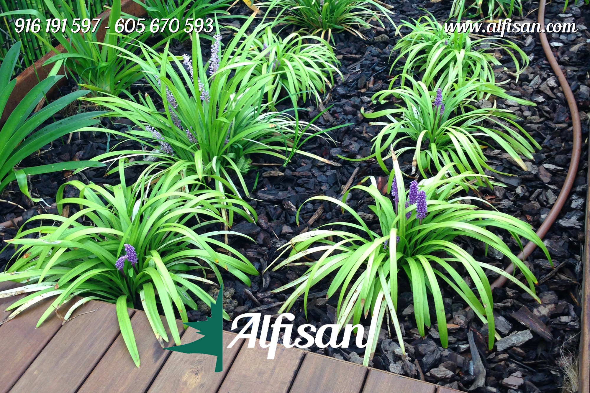 Entrecavado con motoazada