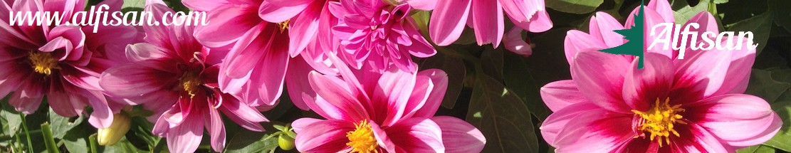 Jardineria Cañaveral Madrid