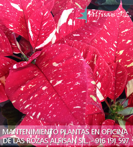 Tareas del jardin en invierno