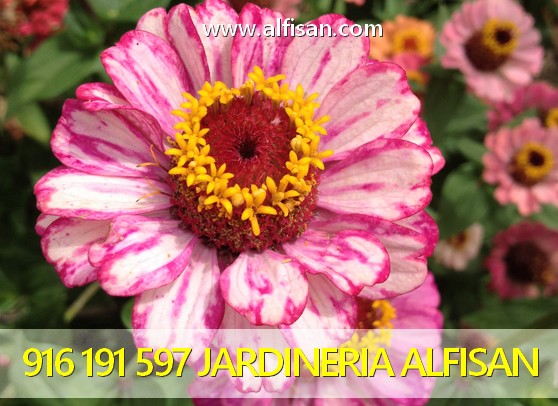 Jardineros en Madrid