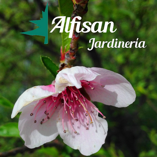 cuidado de árboles en El Cañaveral