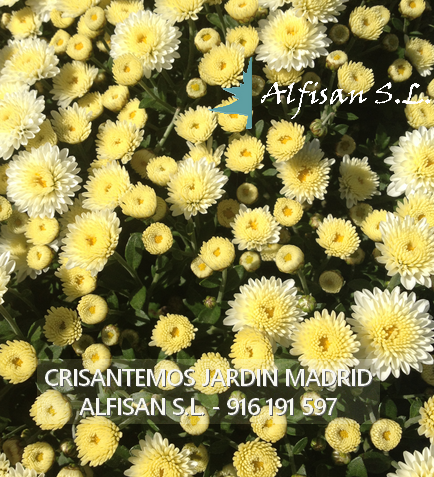 Tareas del jardin en otoño