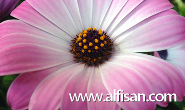 flor en jardin ALFISAN