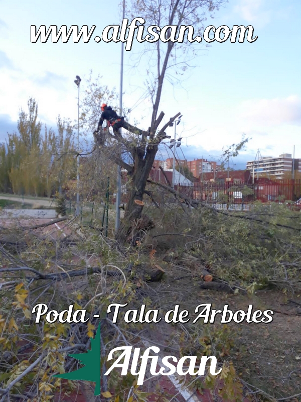 Empresas de poda Madrid