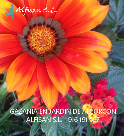 Tareas del jardin en verano